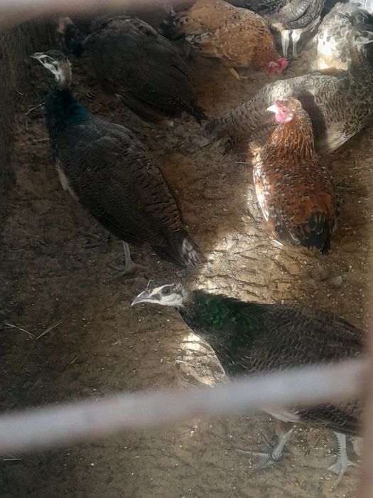 Patos exoticos, pavões, gansos