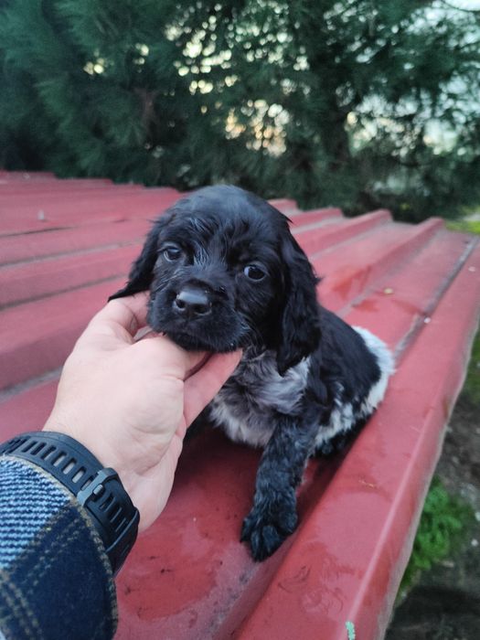 Epagneul  Breton com lop e afixo