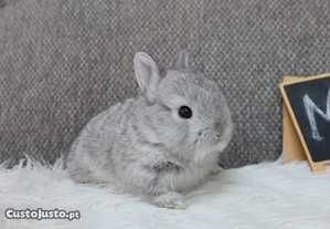 Coelhos anões+Gaiola nova+alimentação adequada