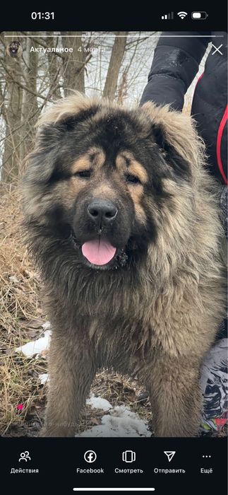 Срочно вязка кавказкой овчарки