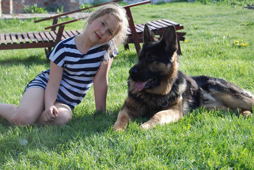 Вязка с немецкой овчаркой ,мальчик