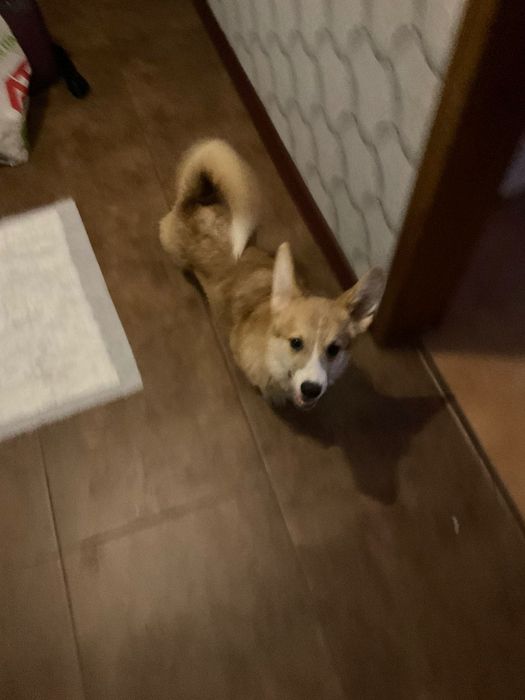 Продам щенка корги