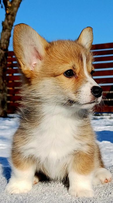 Цуценята Коргі КСУ