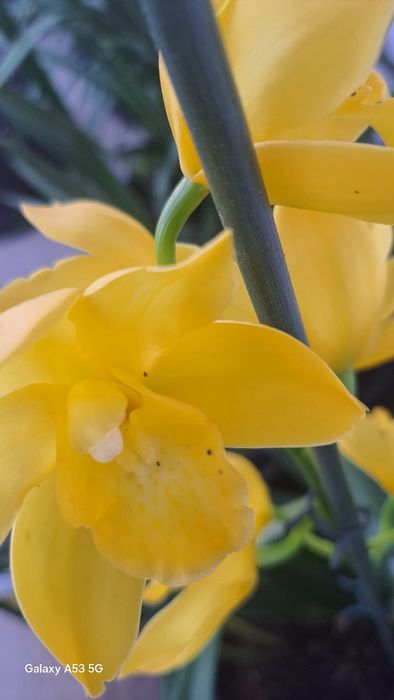 Orquídea amarela