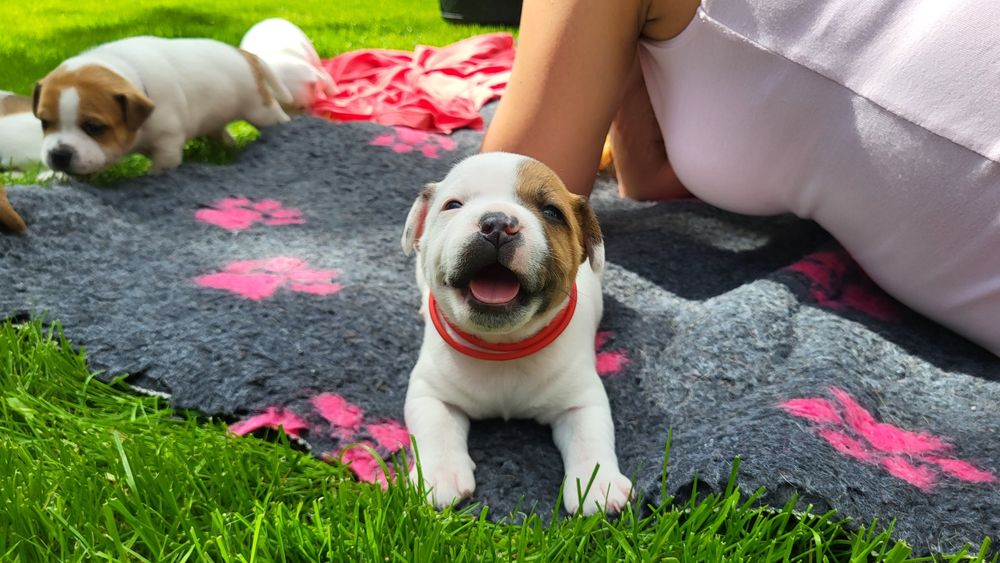 Staffordshire Bull Terrier   Staffik
