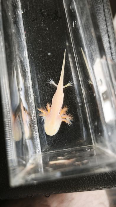 Promoção Axelotes Gold Albinos