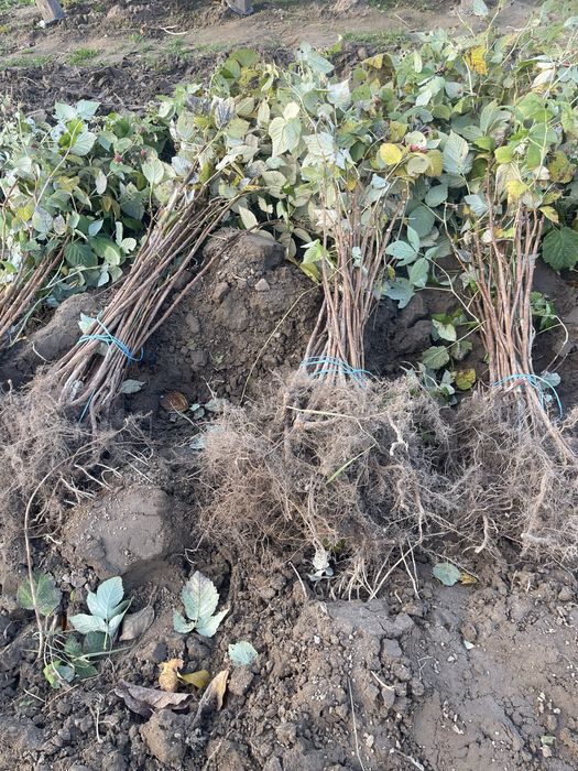 Малина, велика ягода, саджанці Ер!ка Італія