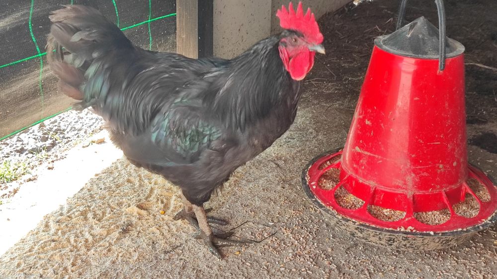 Preta Lusitana Galos, Galinhas, pintos ou ovos galados