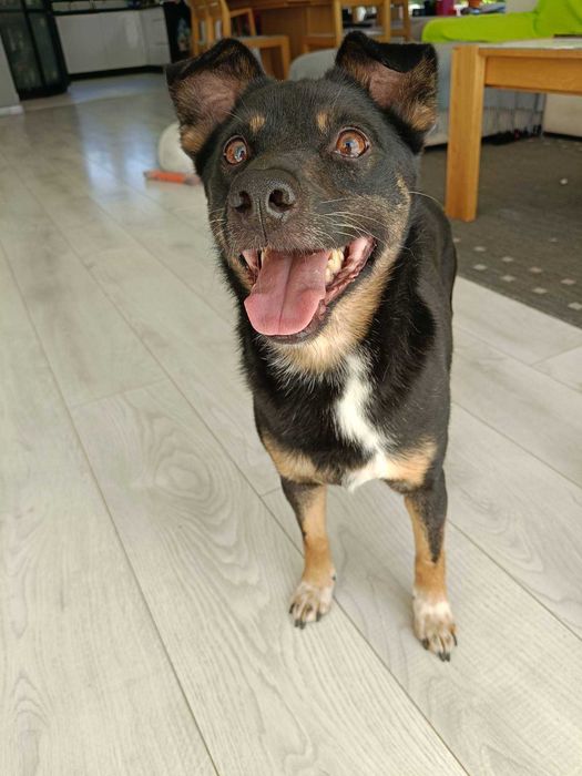 Riko poleca się do adopcji