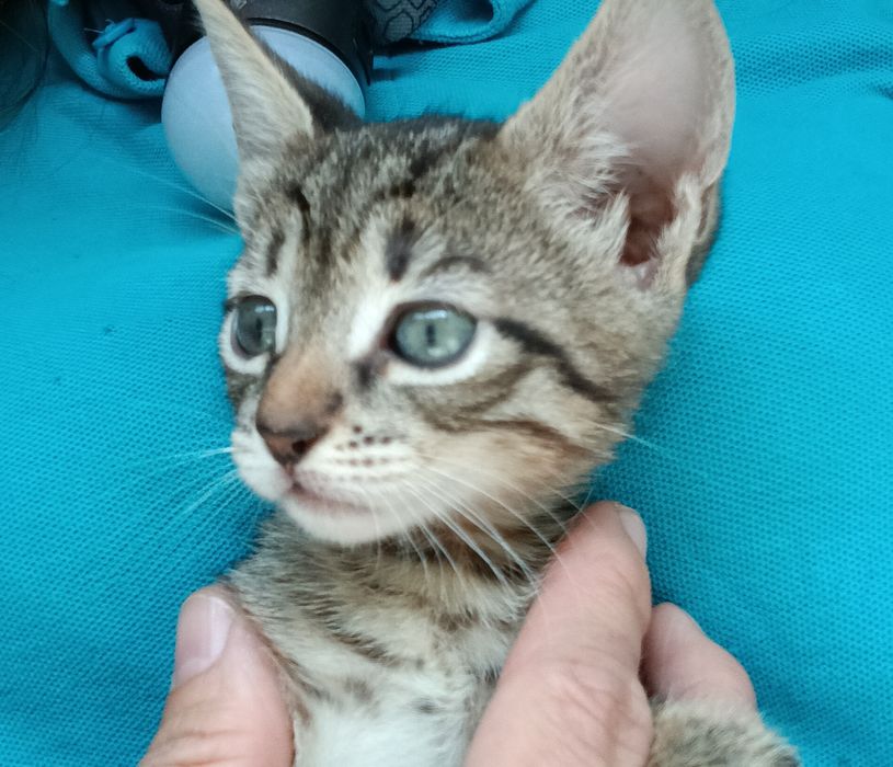 Крошка 1,5 мес мальчишка
