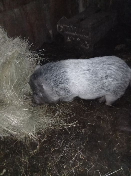 Терміново продам ветнамського  кабана