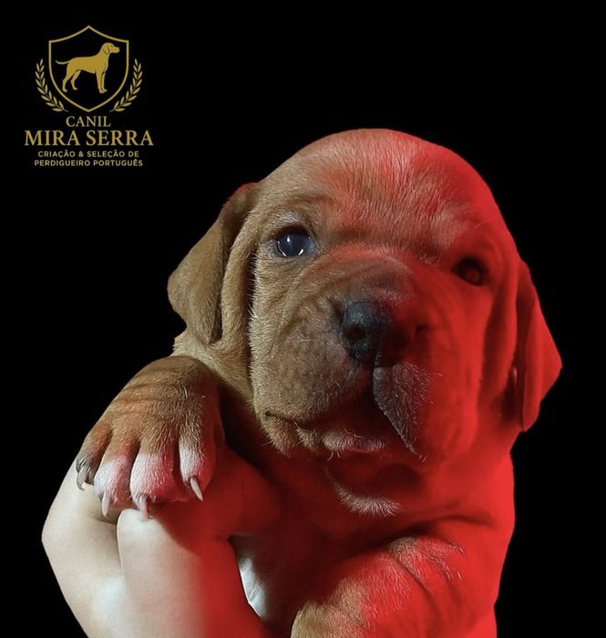 Perdigueiro Português Com Lop e Afixo