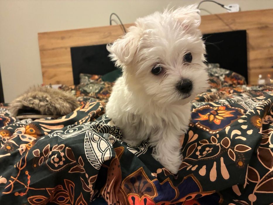 Maltańczyk szczeniaki pieski