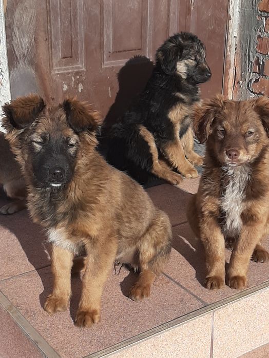 Oddam szczeniaki za darmo