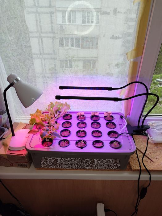 Гидропонный ящик для рассады