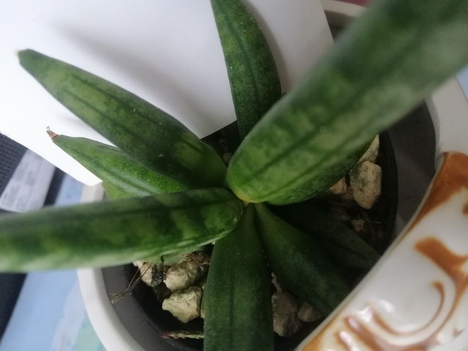 Sansevieria #Hedgehog#Sprzedam #Nadwyzka