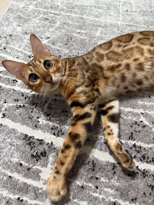 Бенгальські кошенята