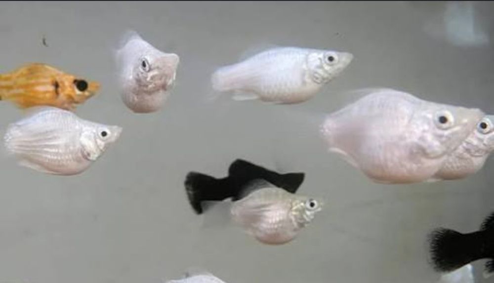 Molys balao e guppys