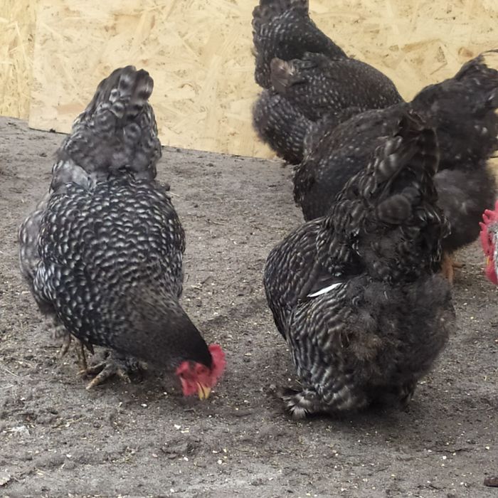 Кохинкины крупной породы инкуб.яйцо