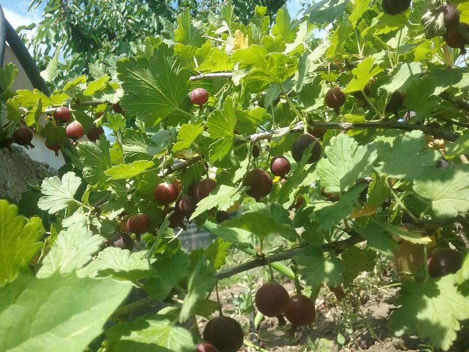 Крыжовник розовый бесшипный саженцы