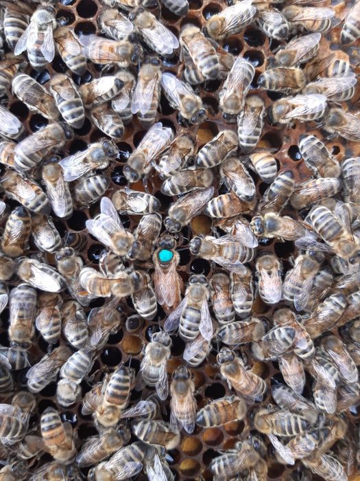 Пчелопакеты Бакфаст