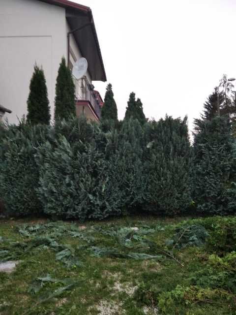 ŻYWOPŁOTY przycinanie, formowanie, Wycinka drzew i sadzenie
