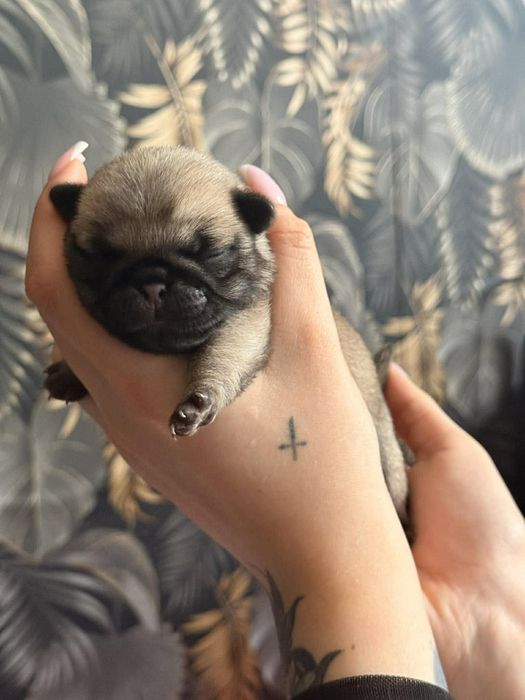 Mops pieseczek śliczny do rezerwacji