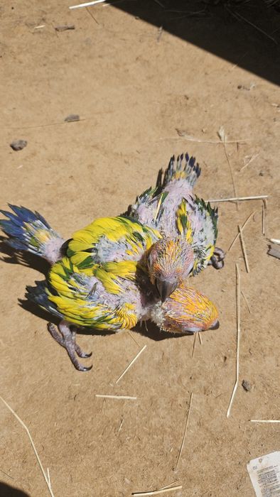 Aratinga sol para terminar  de criar à  mão