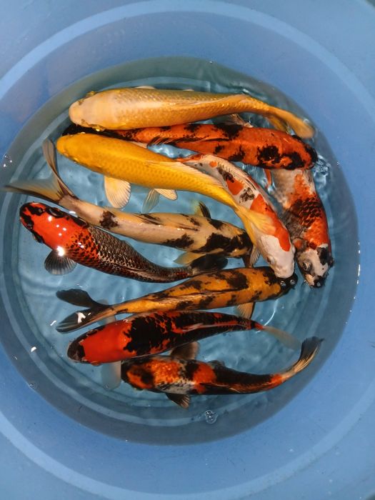 Carpas koi selecção premium