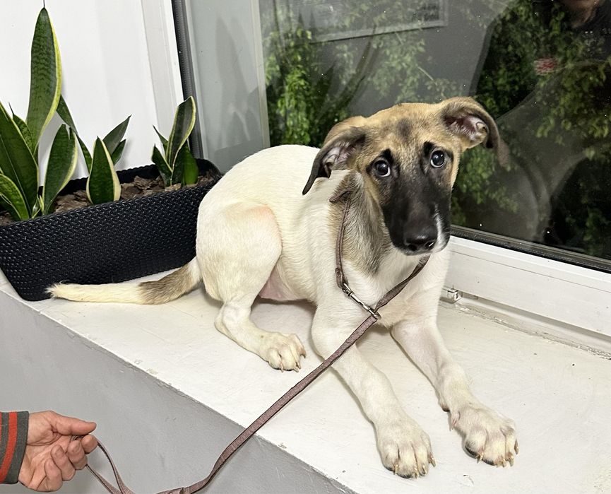 Дівчинка, ~ 4 місяці