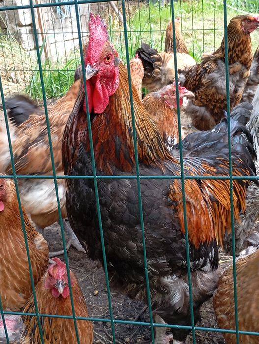 Півні та кури домашні