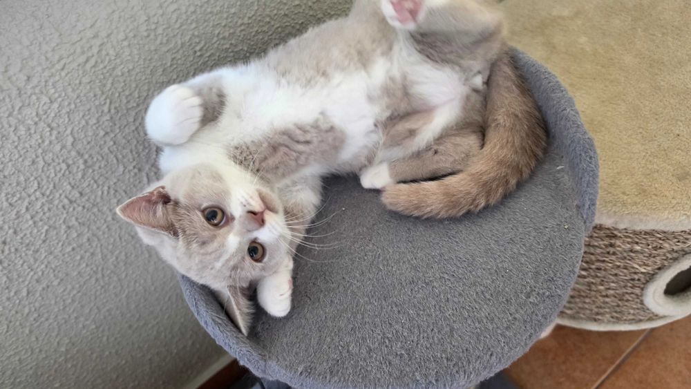 British shorthair bicolor lilás