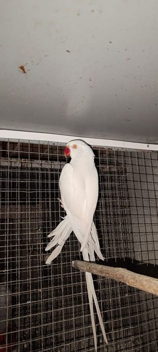 Ring Neck Branco