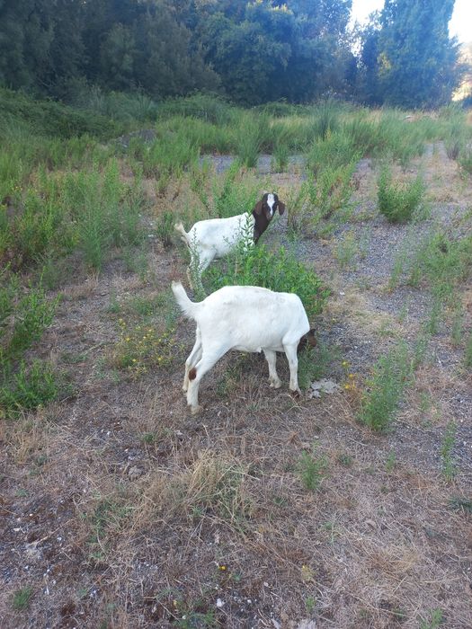 Vendo casal cabritos Boer.  4 cabras e um chibo também Boer xcelente gen ética  com idade 5meses