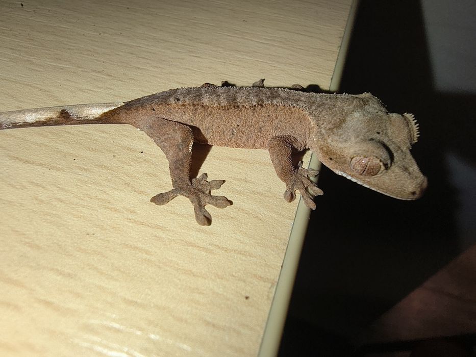 Gekony orzęsione młode