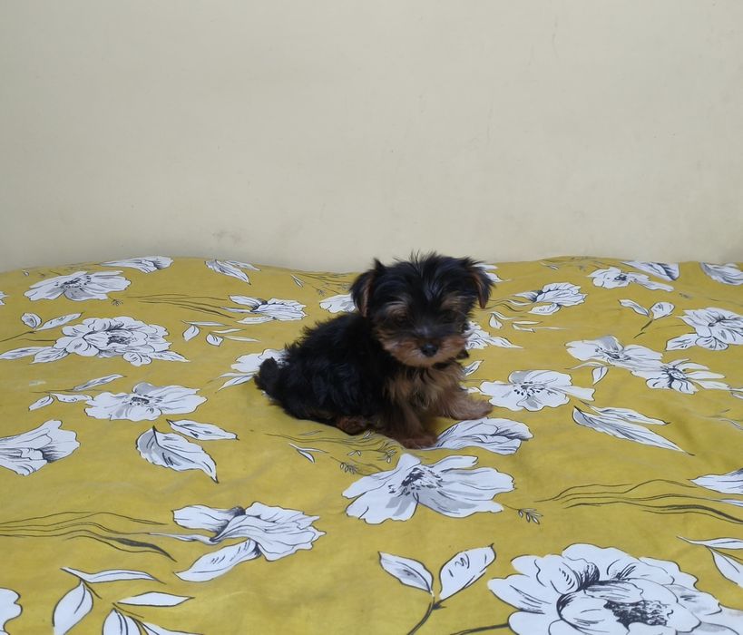 Yorkshire terrier miniaturka
