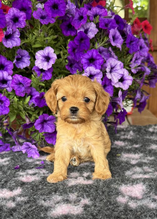Cavapoo - dziewczynka