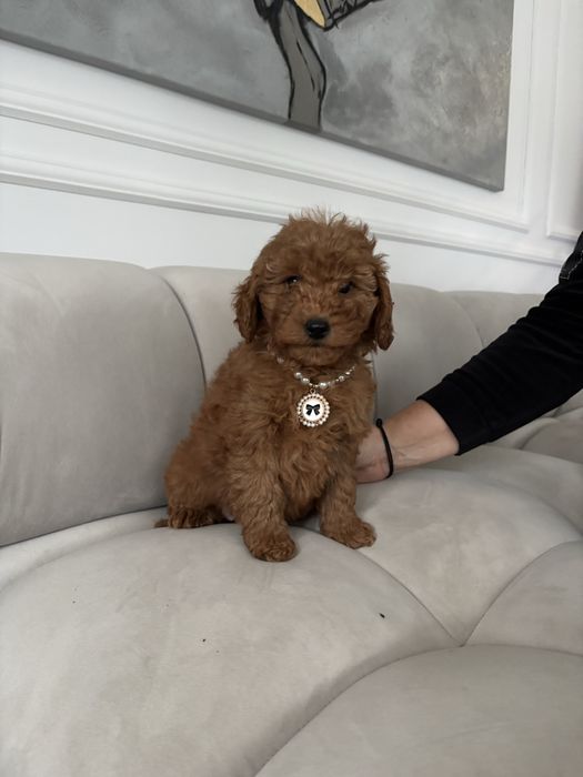 Pudel Mini suczka z rodowodem