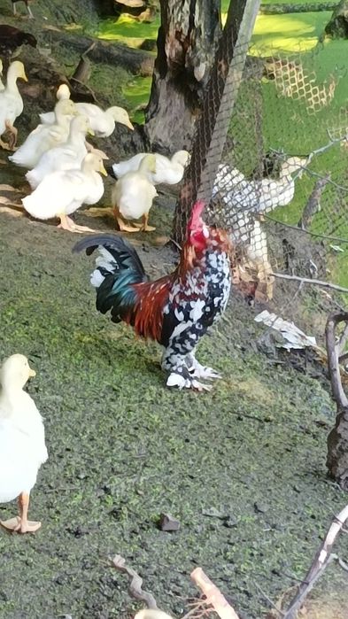 Півні (Корольки)