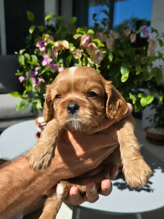 Cavalier King Charles Spaniel - macho Ruby (marrom) nascido no Algarve em 18 de Agosto.