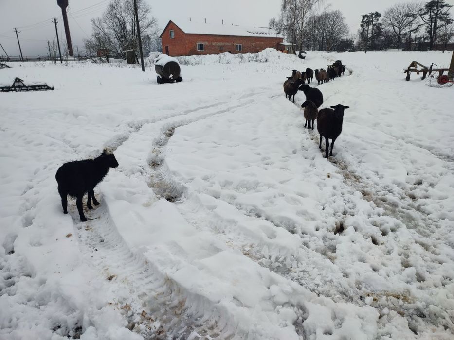 Продається вівці.