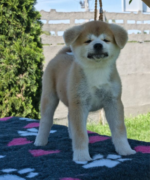 Akita Inu, piękny czerwony chłopiec-ZKwP/FCI & AKIHO