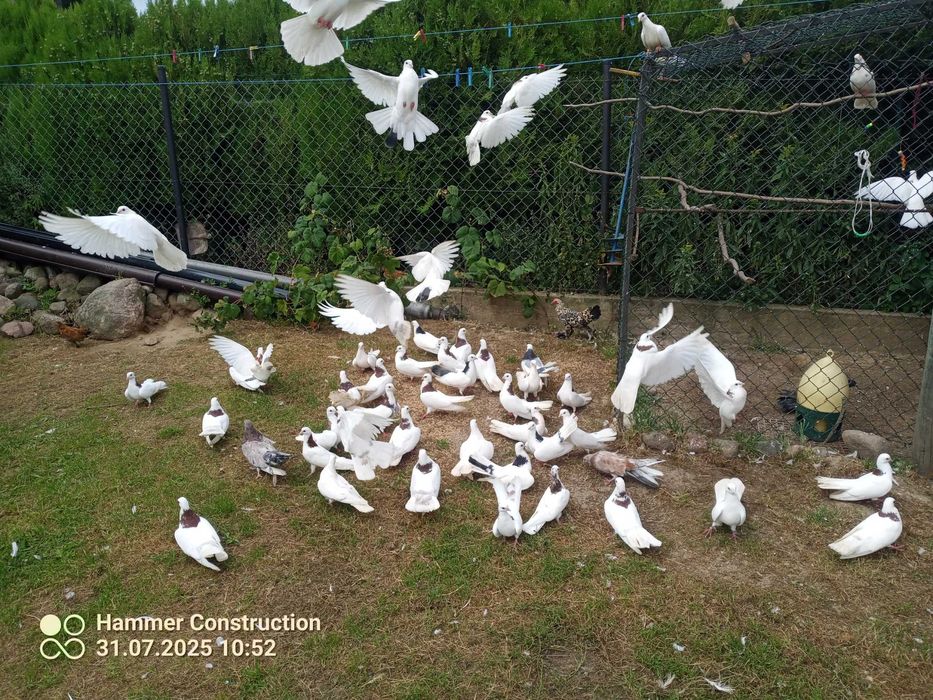 Gołębie grybuny  grzywacz polski