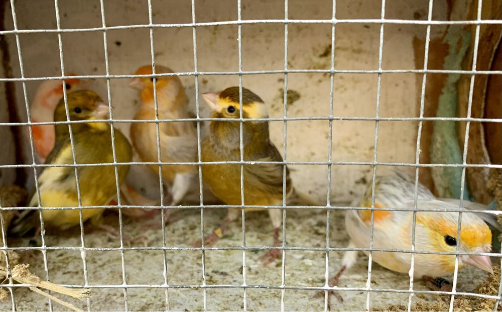 Kanarek kanarki śpiewający samiec