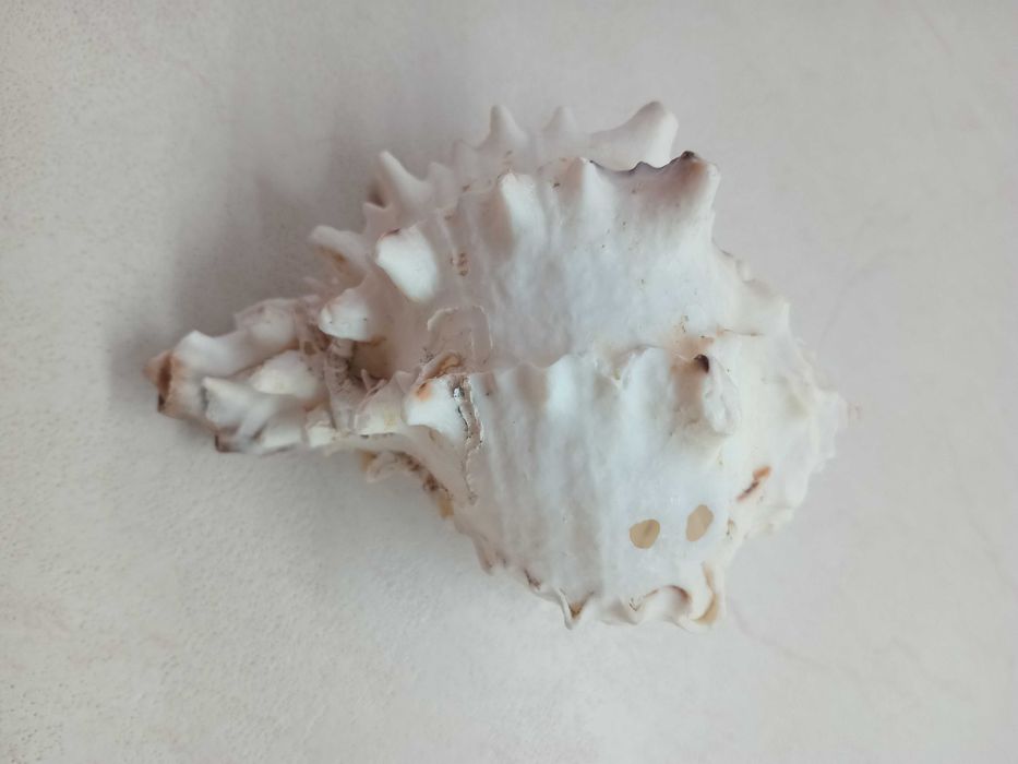 Ракушки морские большие 3 штуки