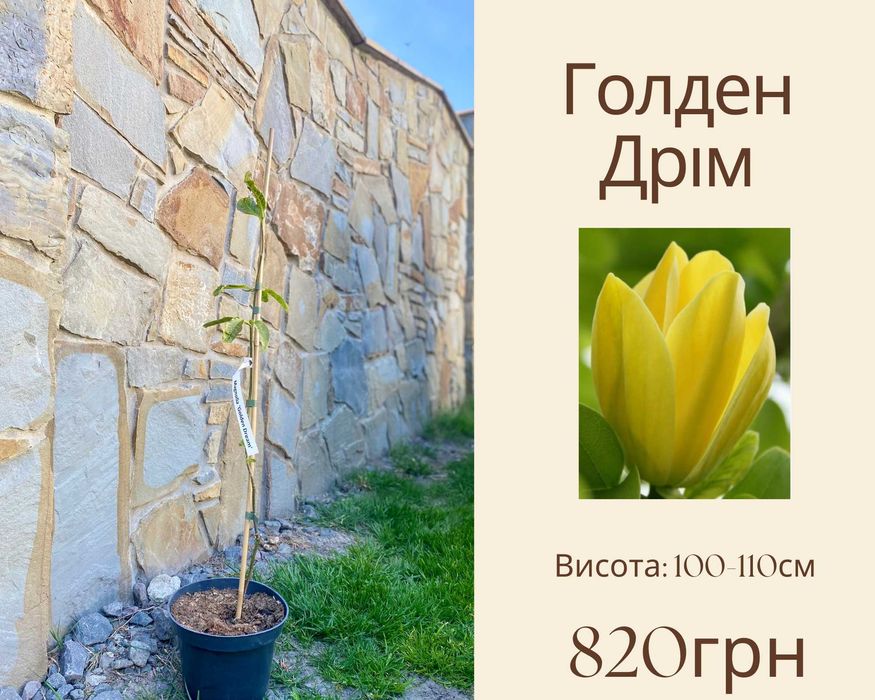 Магнолія ГОЛАНДІЯ 3л Дженні блек туліп фелікс джурі Пінк Пірамід Дафні Клеопатра Сюзан Нігра  Рустіка Рубра Ленней  Мерріл Гелаксі Джурі Альба Суперба