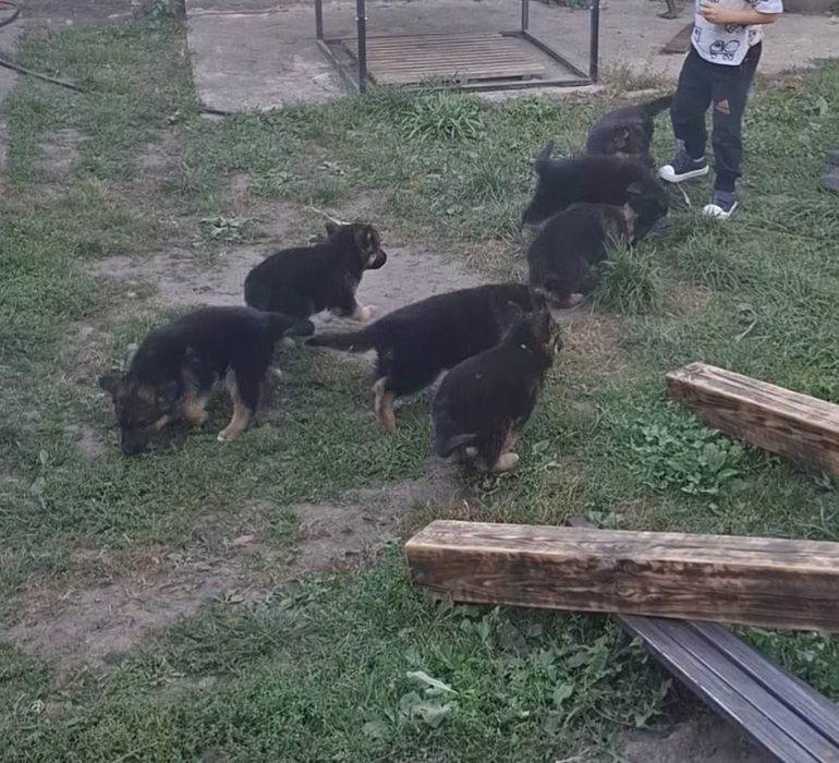 Продам цуценя!!!