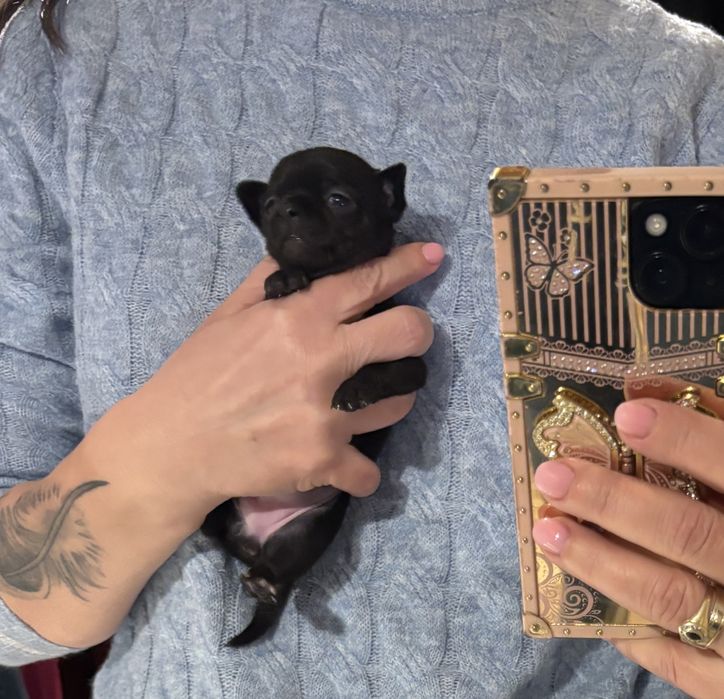 Chihuahua dziewczynka  malenka