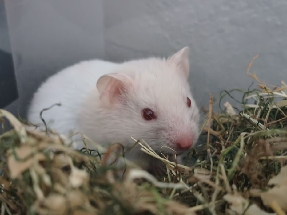 Piękny chomik syryjski samiczka gotowy do zmiany domku