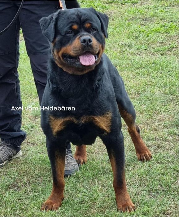 Rottweiler Suczka FCI